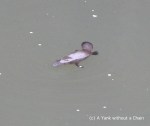 A platypus at Broken River