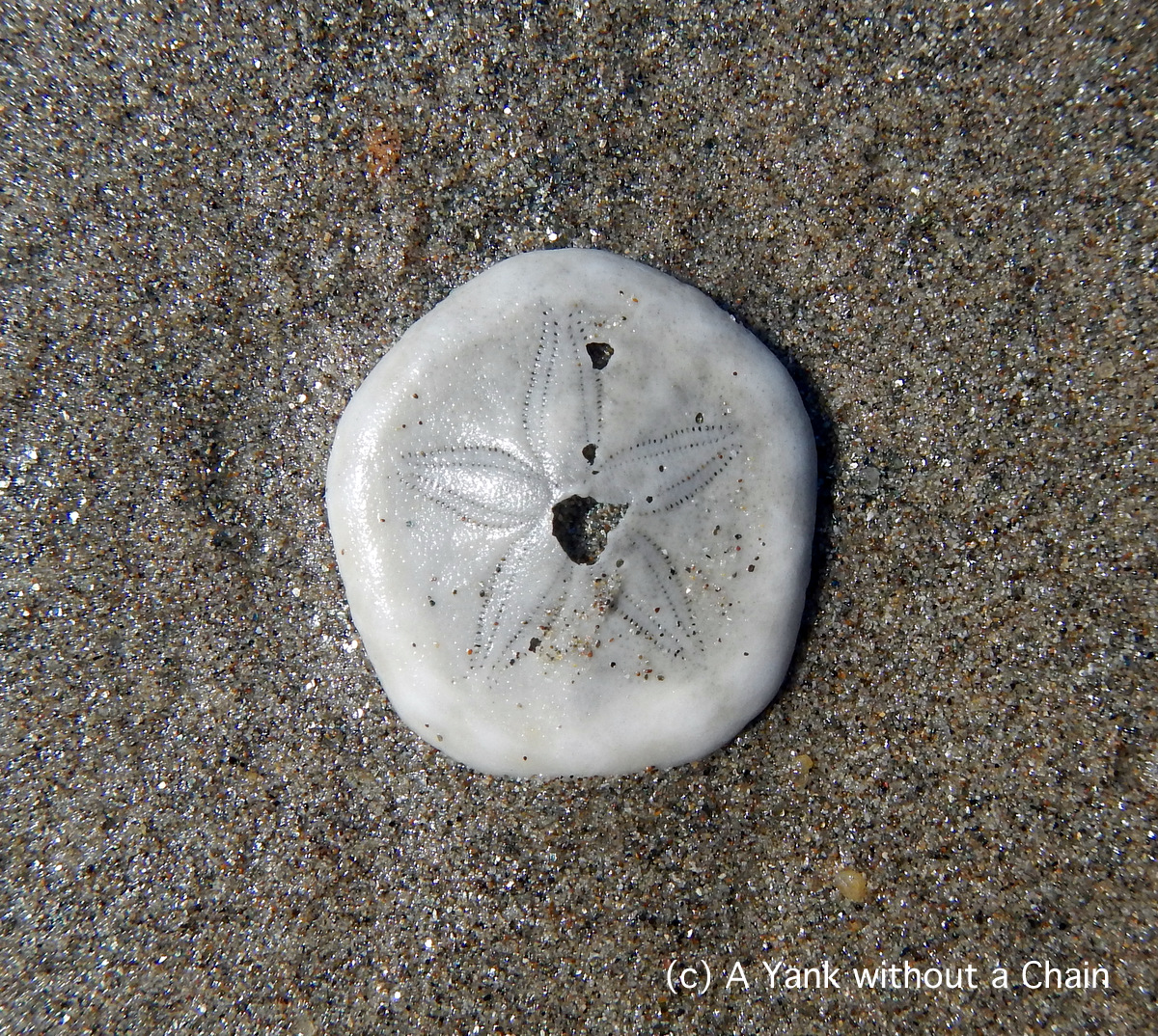 A shell on Bramston Beach