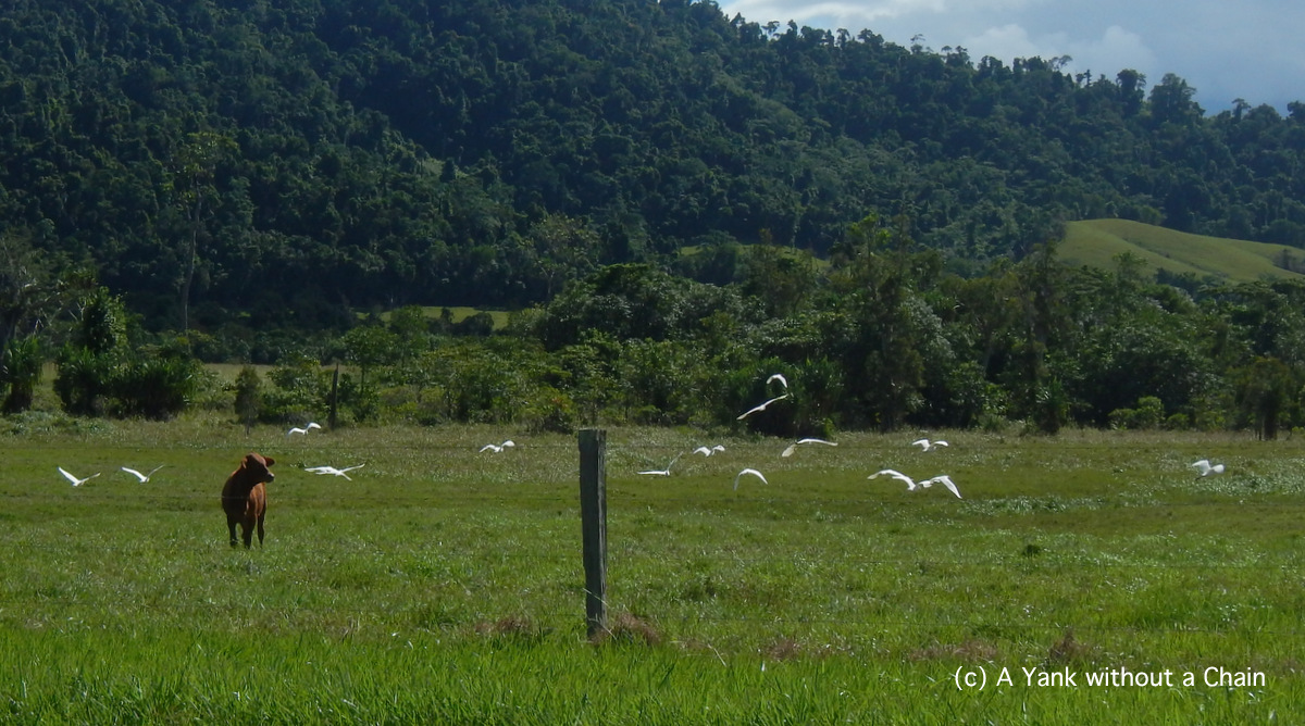 Another car drove by as I took the picture and all the herons took flight