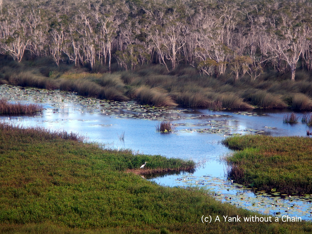 A view over the Eubenangee Swamp in Queensland, Australia