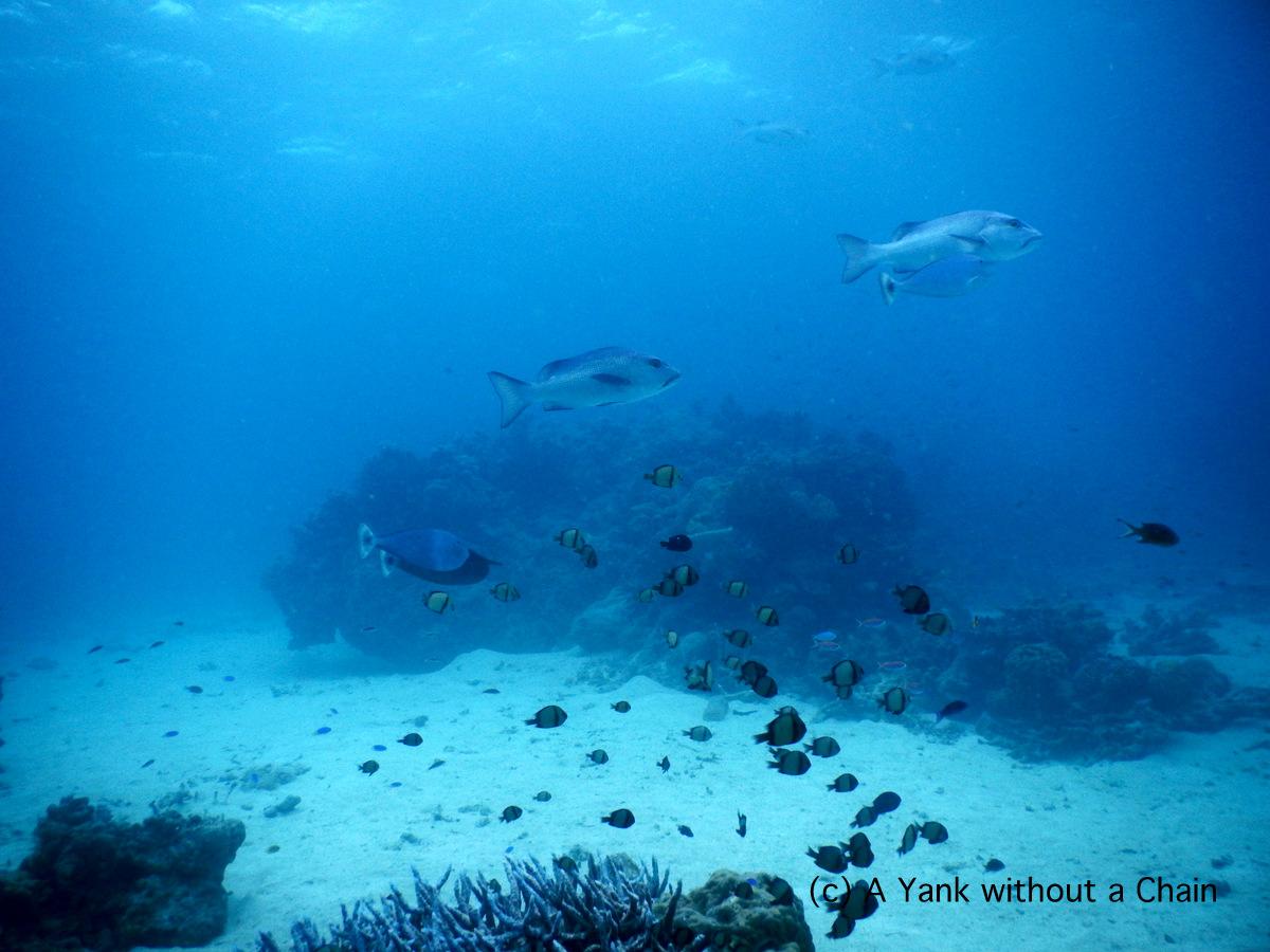 Reticulated damsel fish at Challenger Bay