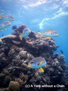 Yellow-Banded Sweetlips at Challenger Bay in the Great Barrier Reef