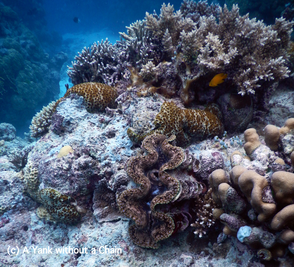 A giant clam at Challenger Bay