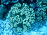 A mushroom leather coral at Challenger Bay