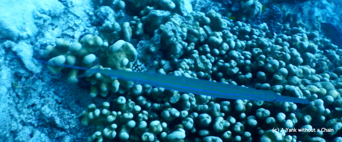 A flute mouth cornet fish at Challenger Bay