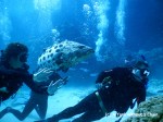 The cod feeding at Cod Hole on the Great Barrier Reef