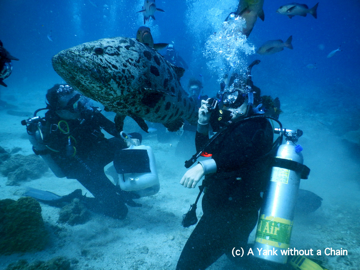 The cod feeding at Cod Hole on the Great Barrier Reef
