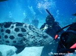 The cod feeding at Cod Hole on the Great Barrier Reef