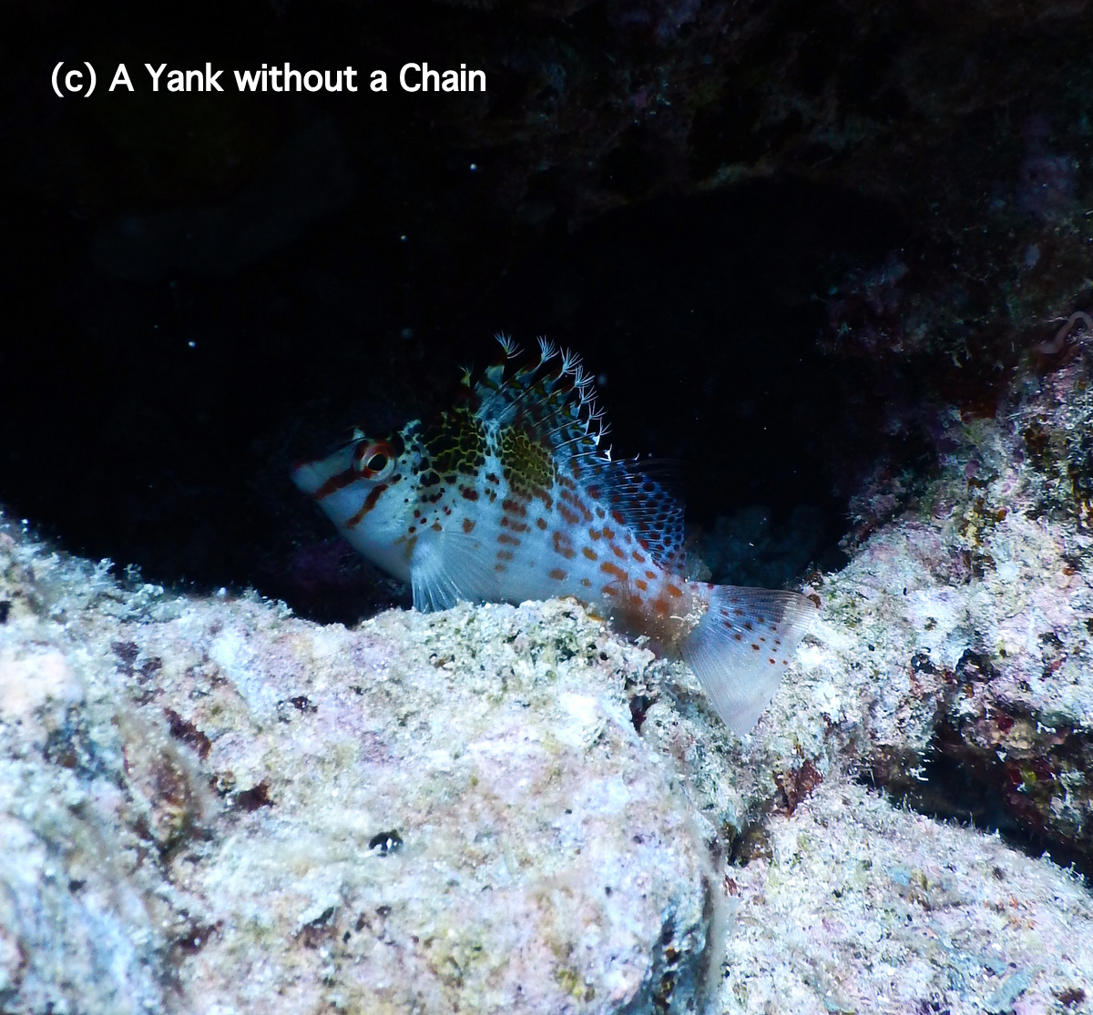 A hawkfish at Cod Hole on the Great Barrier Reef