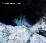 A hawkfish at Cod Hole on the Great Barrier Reef