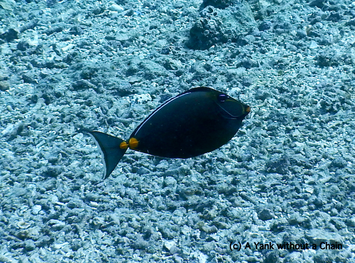 The gorgeous orange spine unicorn fish at Cod Hole