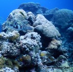 A map puffer at Code Hole