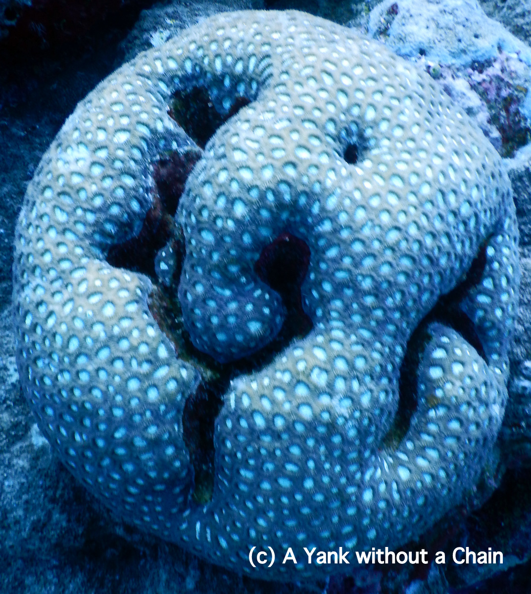 A hard boulder coral at Cod Hole