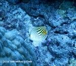 A spot banded butterfly fish at Cod Hole
