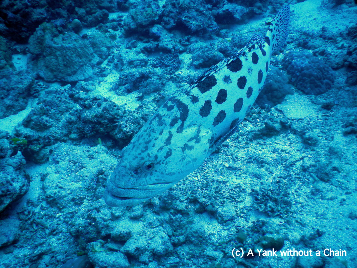 A potato cod at Cod Hole