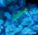 A five lined snapper at Cod Hole