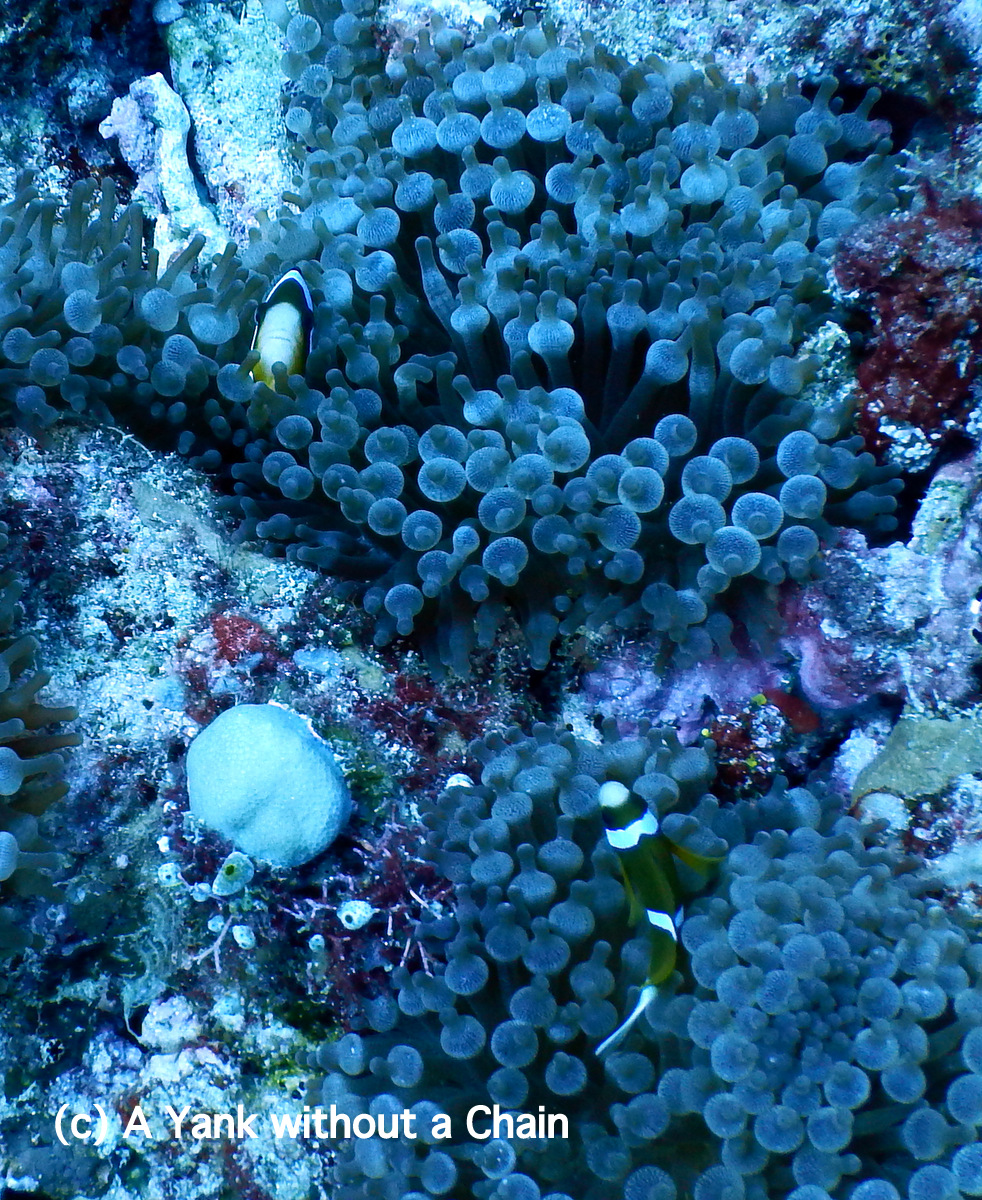 GBR anemone fish at Cod Hole