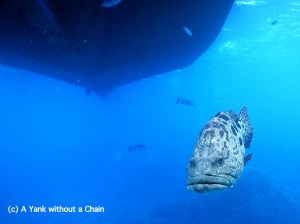A potato cod approaching me just under Taka, looking for some food