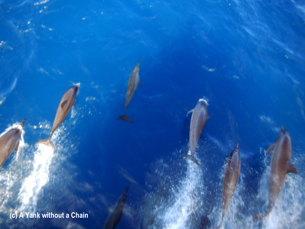 Dolphins swimming and jumping in front of Taka