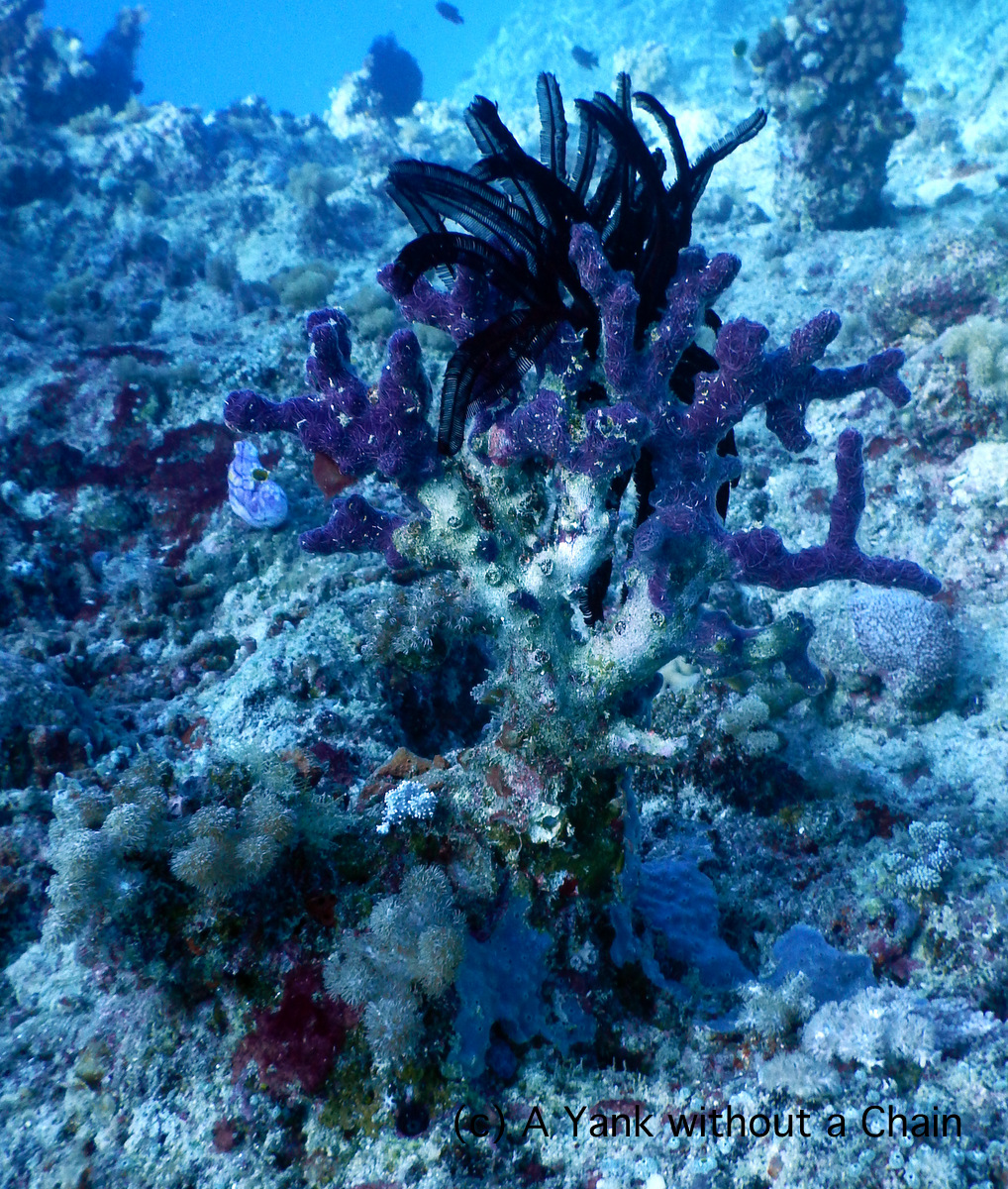 A feather star on a reef structure at Two Towers