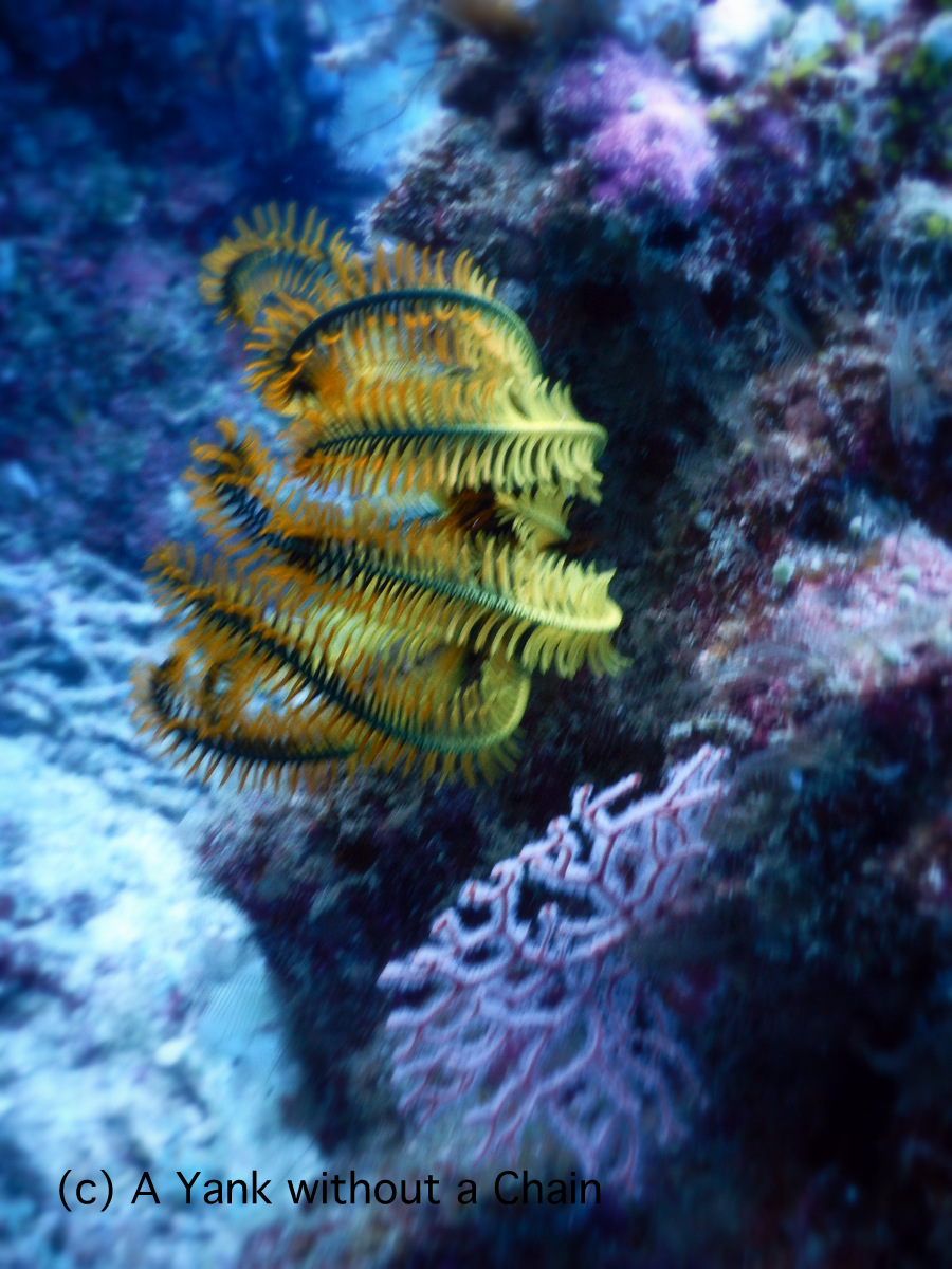 A vibrant yellow feather star at Two Towers