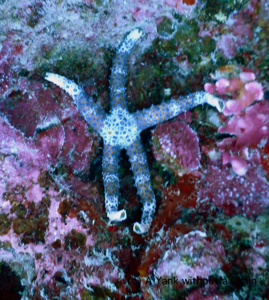 A sea star at Two Towers on the Great Barrier Reef