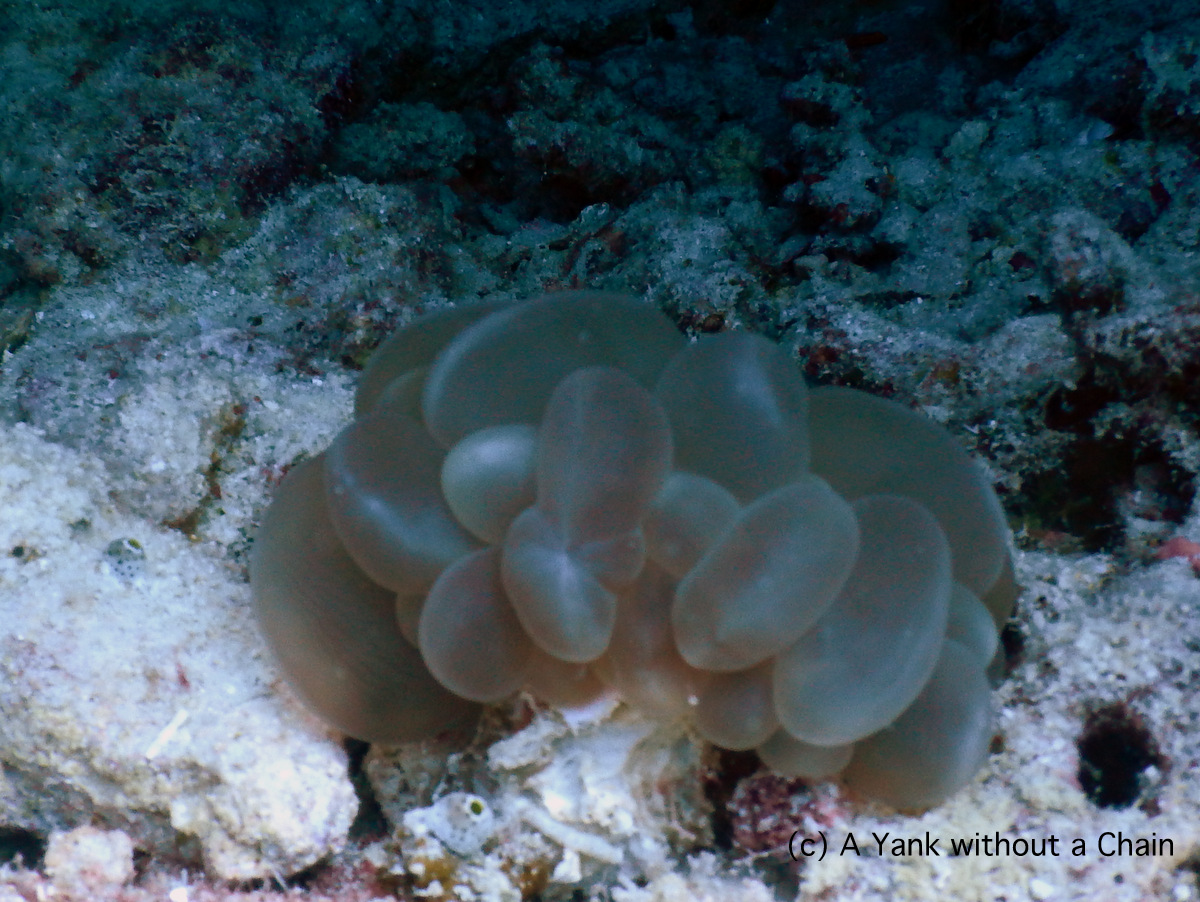 Soft bubble coral at Two Towers