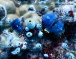 Blue christmas tree worms at Two Towers