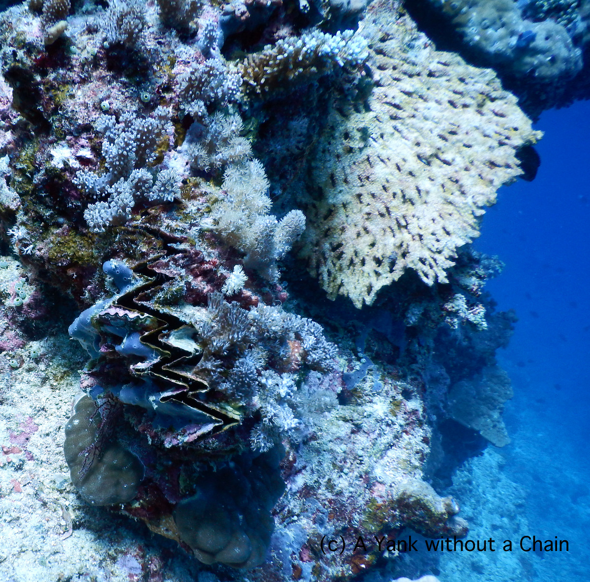 A closed giant clam at Two Towers
