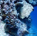 A closed giant clam at Two Towers