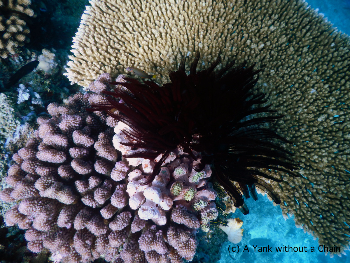 A selection of corals at Two Towers