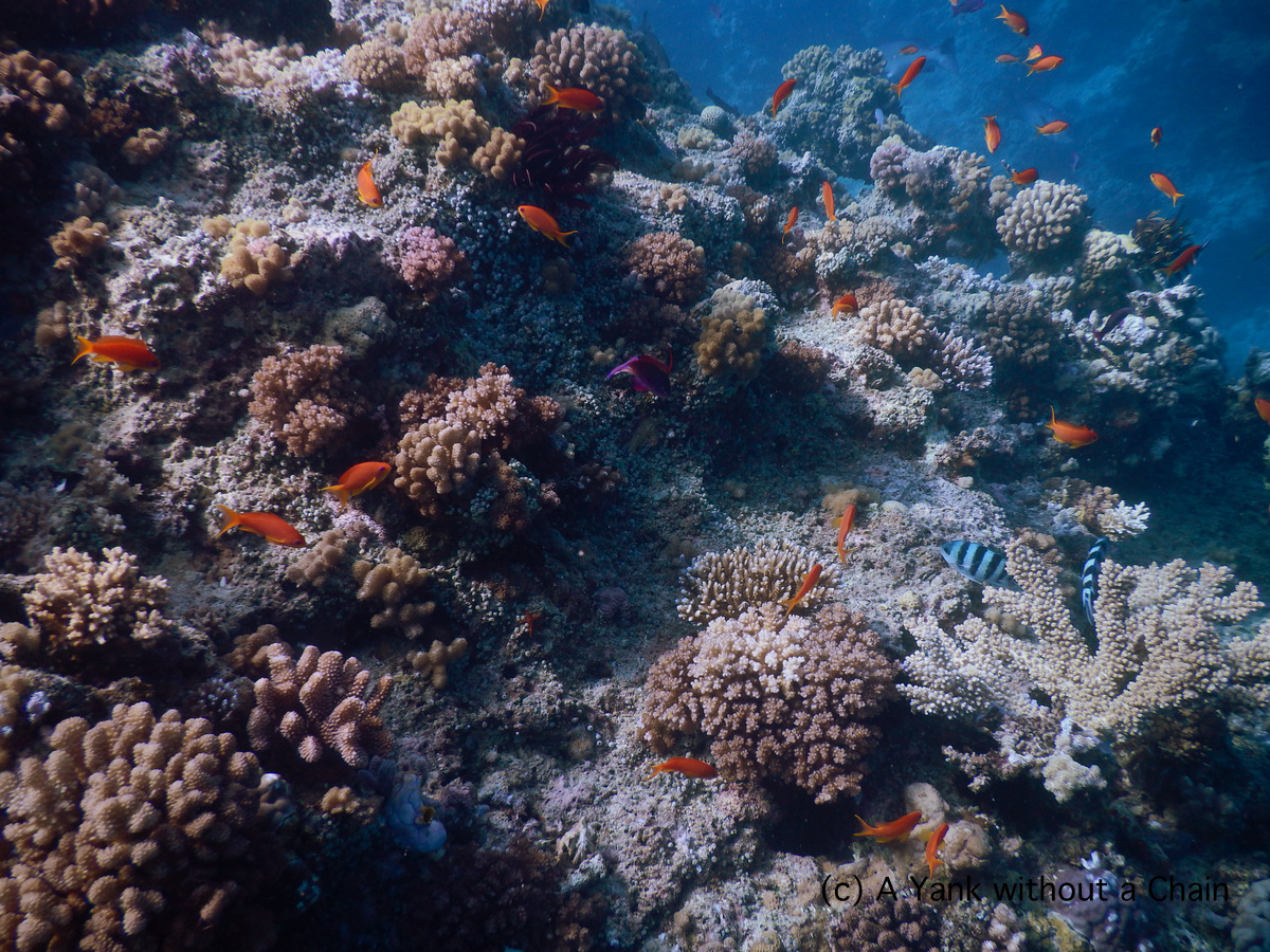 Orange fin antheas swimming around Two Towers
