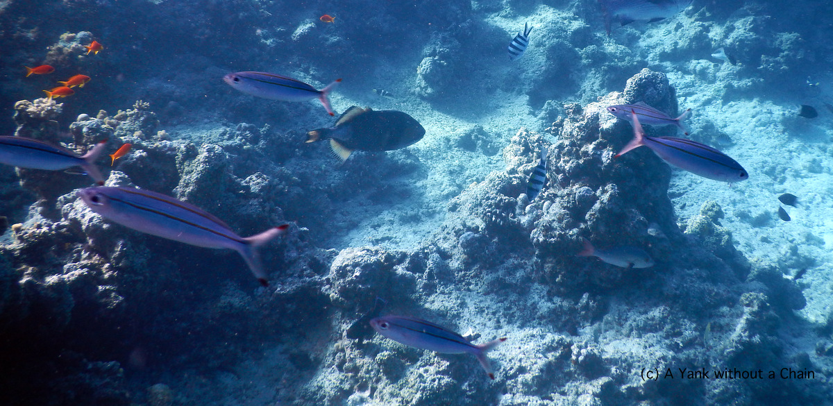 Black tipped fusiliers at Two Towers