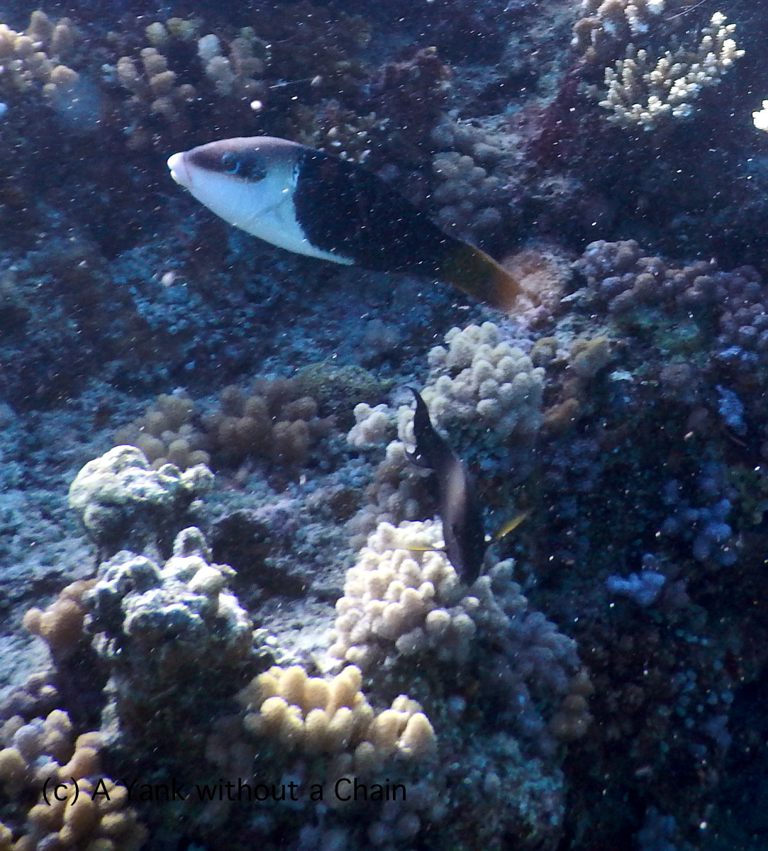 A masked wrasse at Two Towers