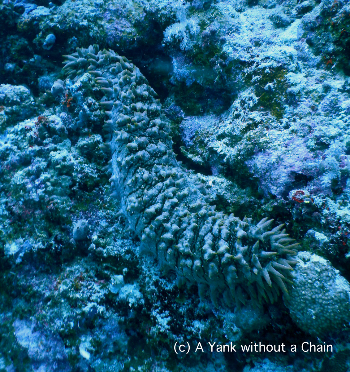 A pineapple sea cucumber at Pixie's Pinnacle