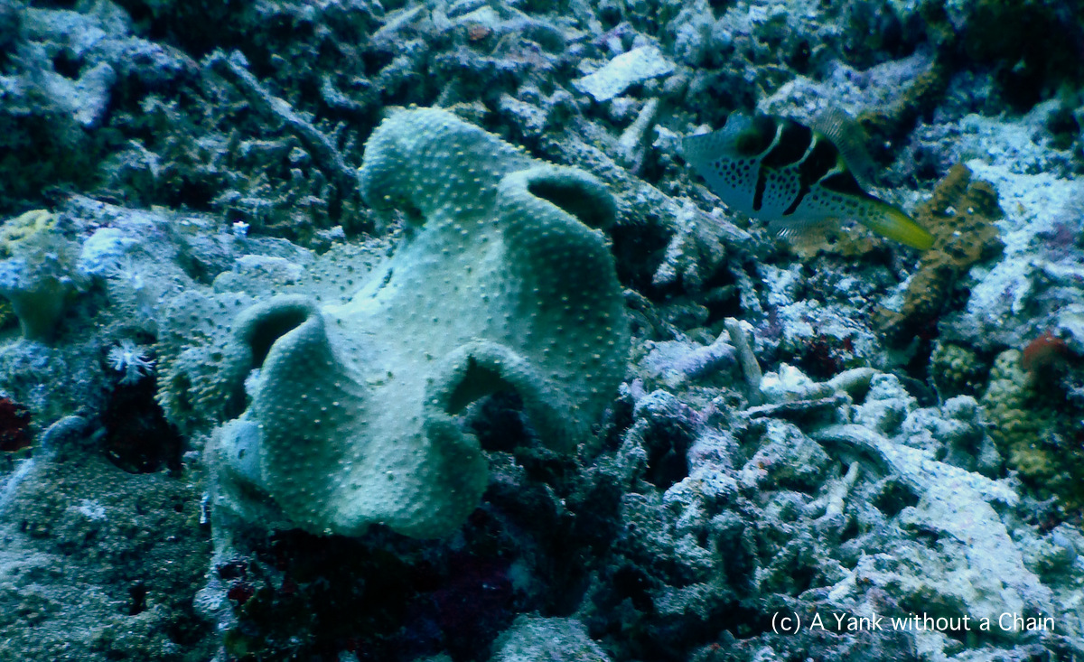 A saddled pufferfish at Pixie's Pinnacle