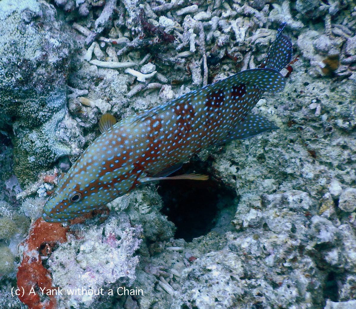 A beautiful coral cod at Pixie's Pinnacle