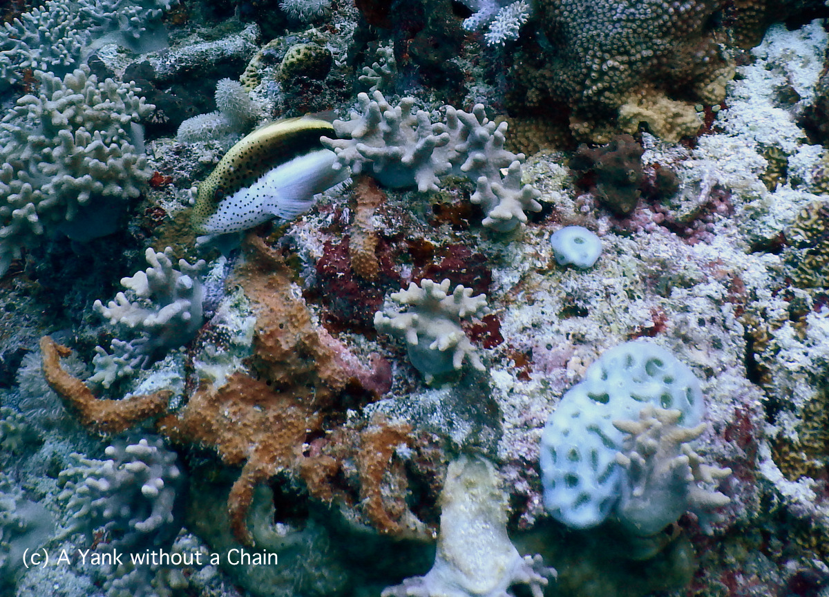 A freckled hawkfish at Pixie's Pinnacle
