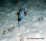 A sleeping puffer fish at Pixie's Reef