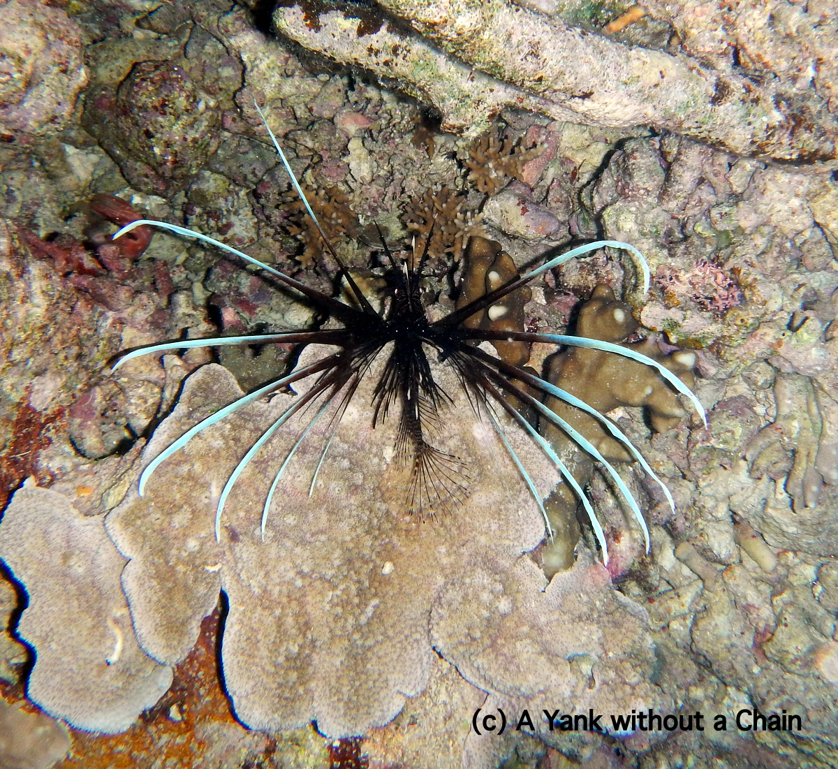 A juvenile GBR lionfish seen at Pixie's Reef at night