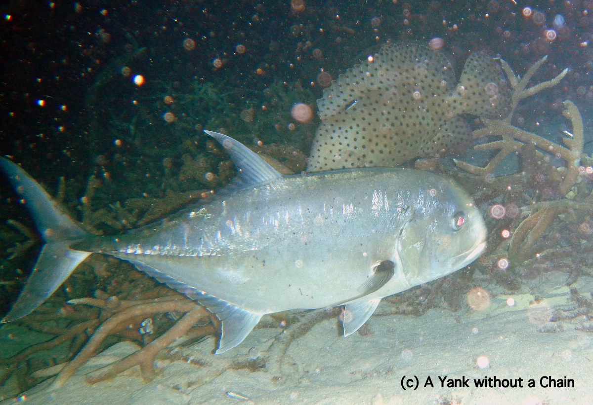 A mean-looking trevally hunting at Pixie's Reef