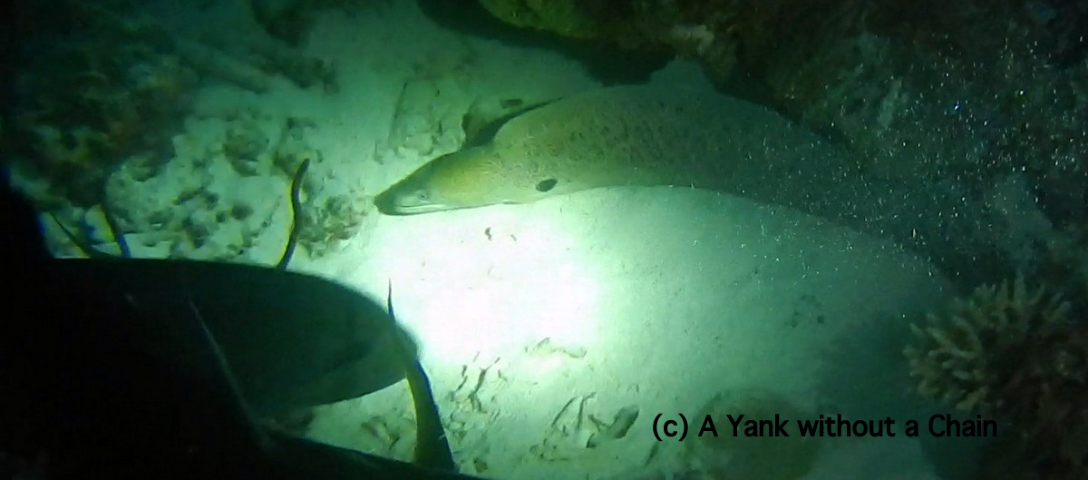 A moray eel coming out to hunt at Pixie's Reef