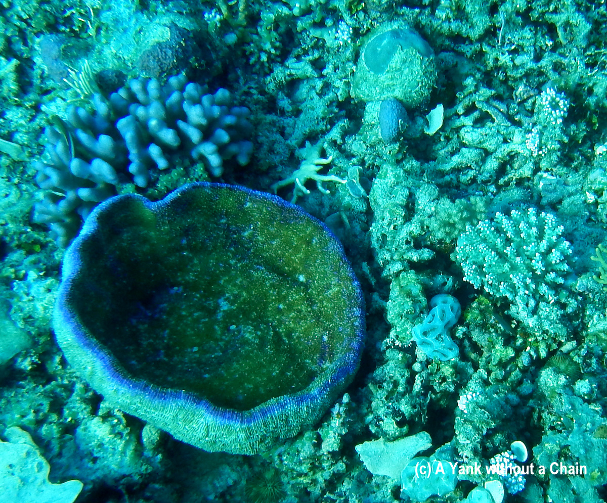 Blue and green soft coral at Taka Range