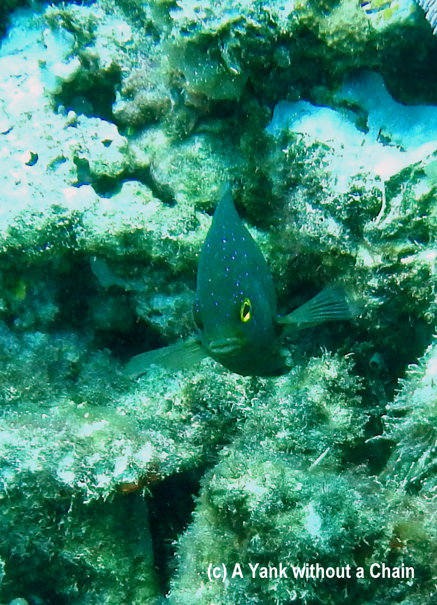 A curious damselfish at Taka Range