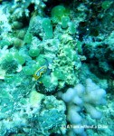 A blue and yellow nudibranch at Taka Range