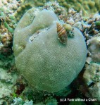 Snails on a boulder coral at Taka Range
