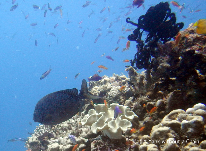 A spotted rabbitfish at Steve's Bommie