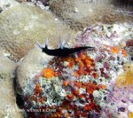 A black nudibranch on Steve's Bommie