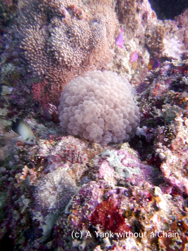 Bubble coral on Steve's Bommie
