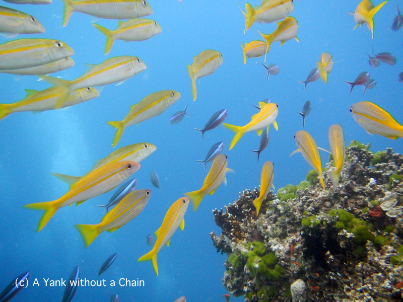 Schools of yellow lined snapper and fusilier at Steve's Bommie in the Great Barrier Reef